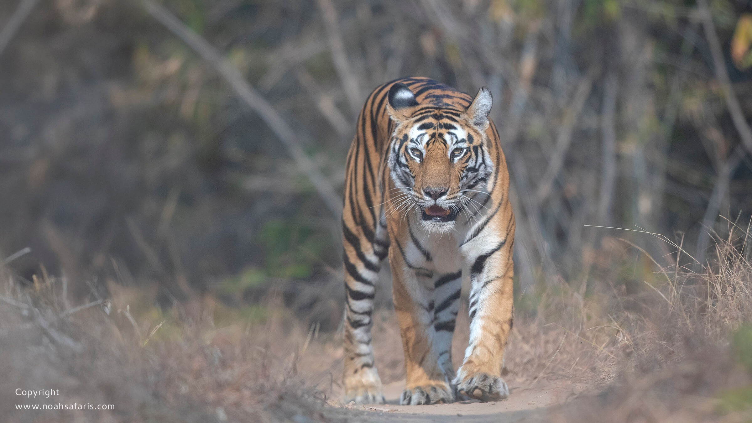tiger-sighting-head-on-walking-camera-lens-rentals-india