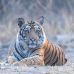 male-sub-adult-tiger-photo-safaris-bandhavgarh-banbehi-madhya-pradesh