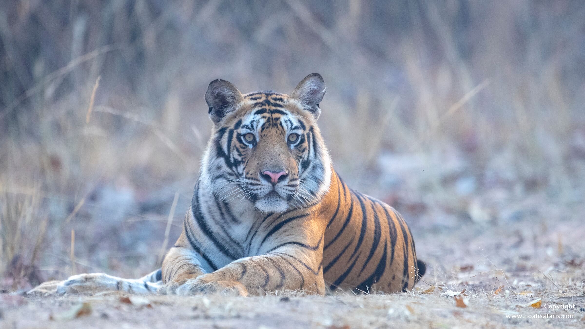 male-sub-adult-tiger-photo-safaris-bandhavgarh-banbehi-madhya-pradesh
