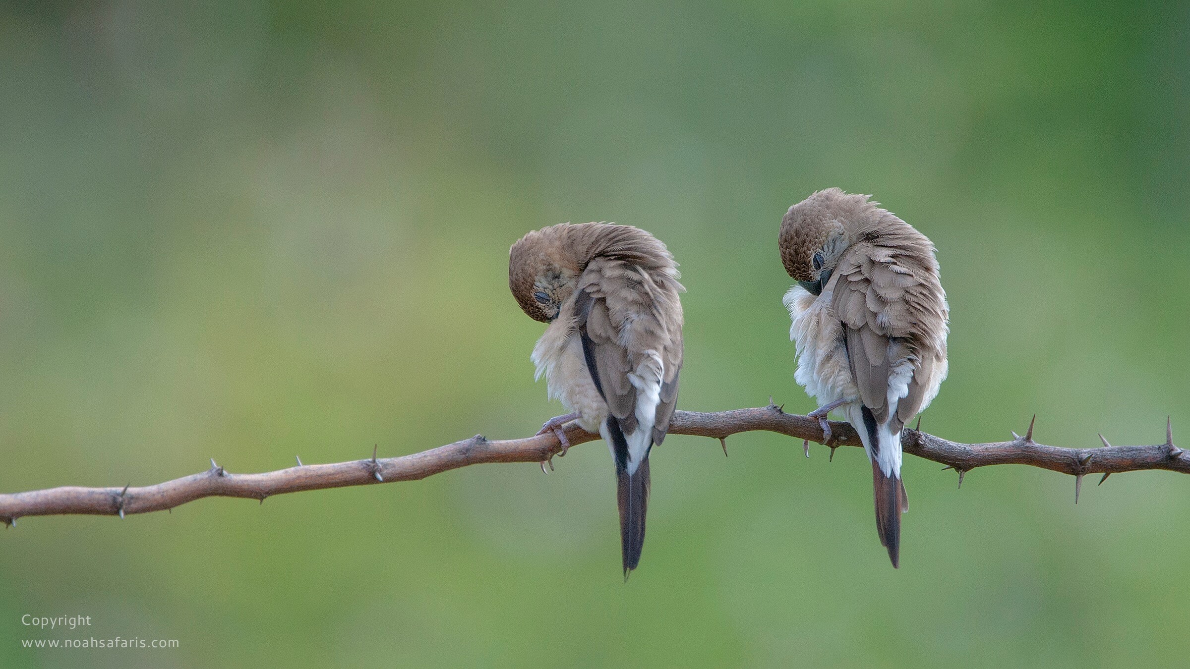 silverbill-bird-watching-safaris-birding-tour-india