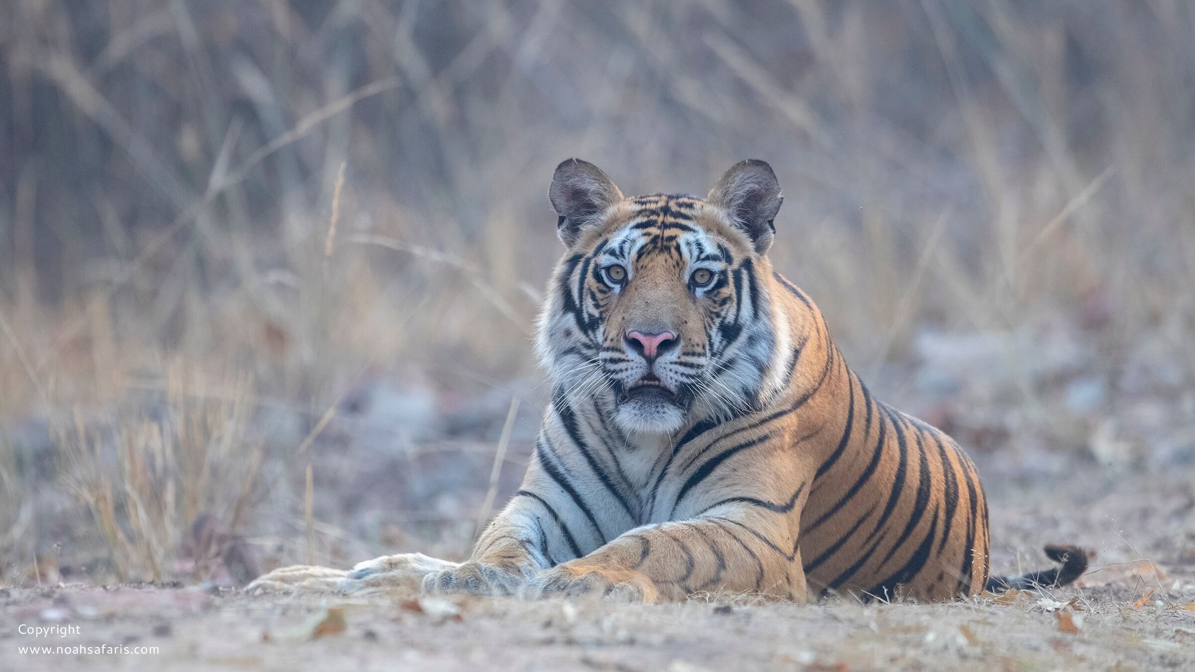 adult-male-tiger-sighting-safari-pench-bori-satpura