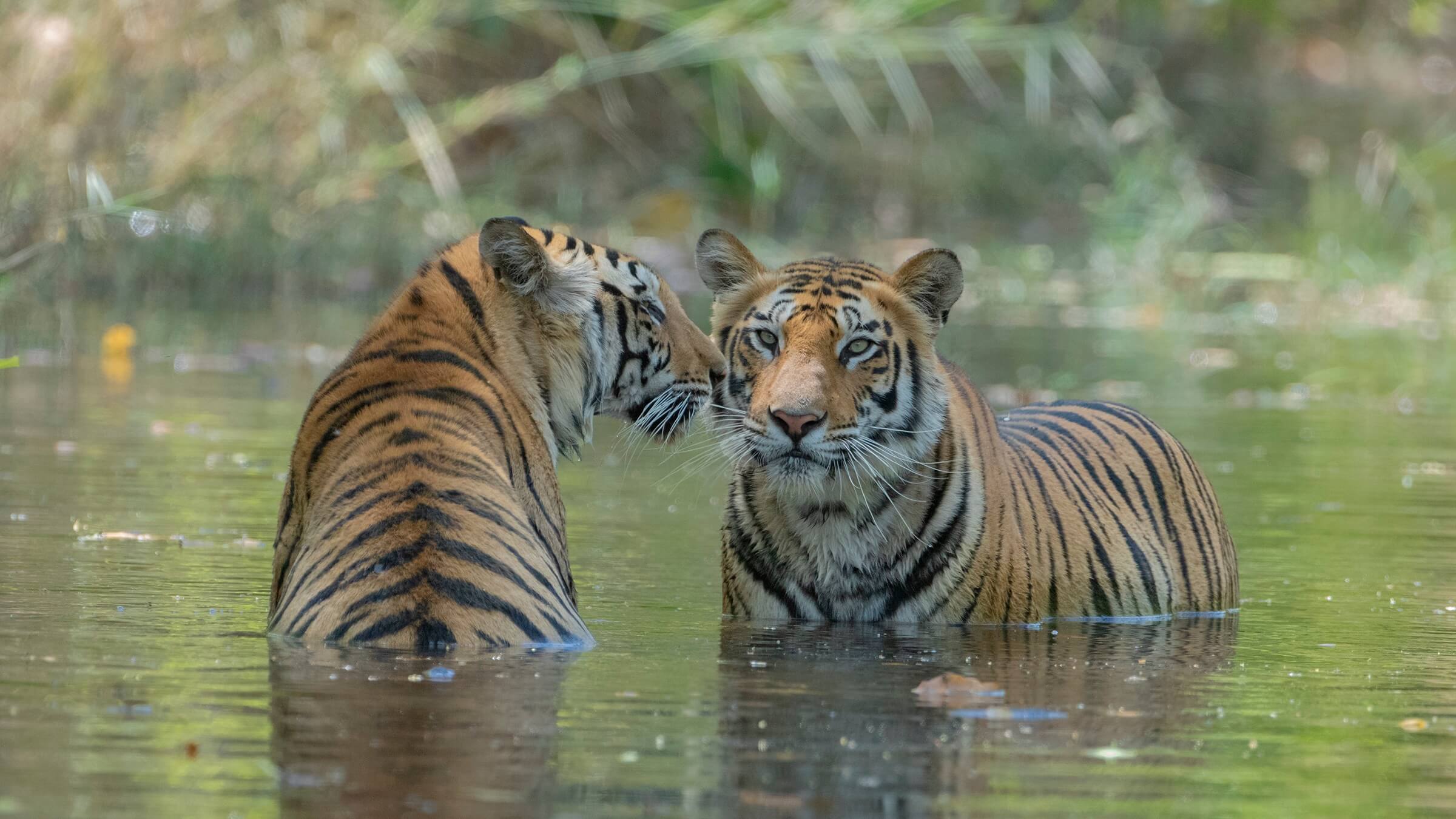 tiger-mother-cubs-playing-in-water-summer-sightings-bandhavgarh