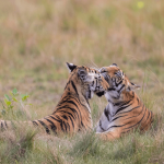 noah-safaris-india-best-tiger-travel-operator