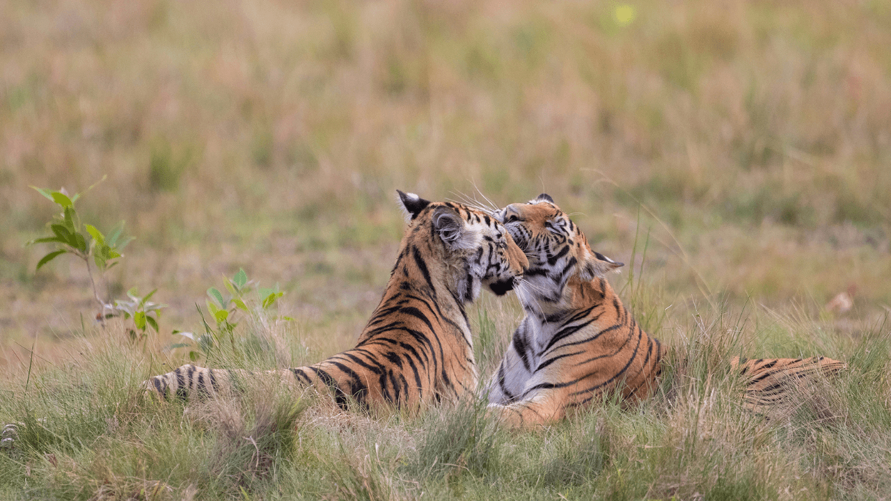 noah-safaris-india-best-tiger-travel-operator