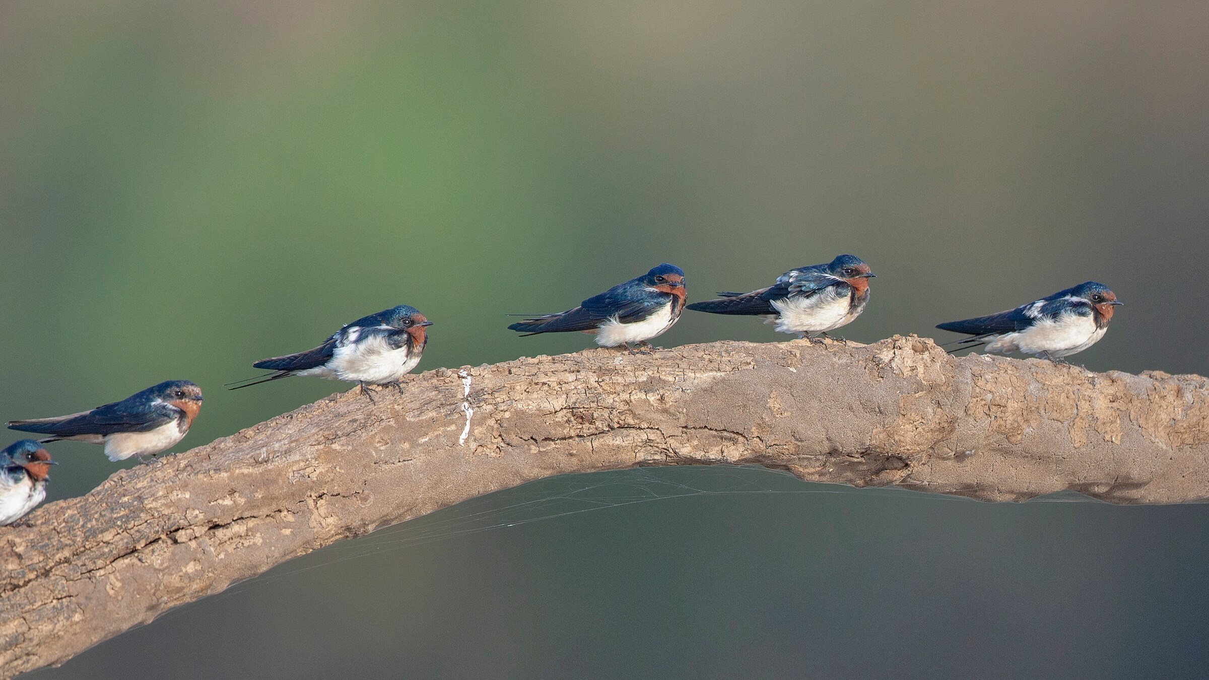barn-swallows-back-waters-boat-safari-national-park-india