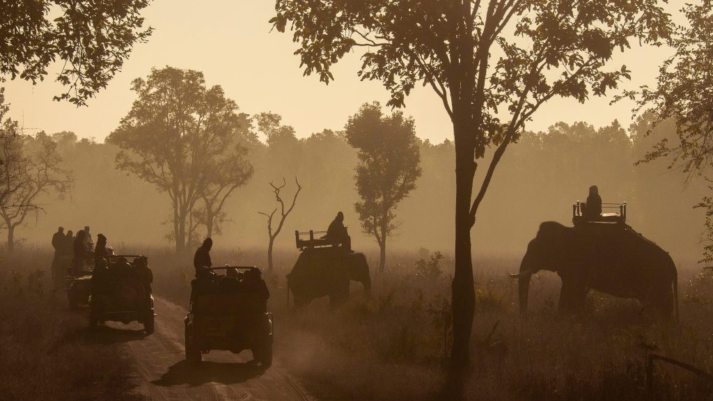 winter-misty-morning-magical-light-safari-photography-national-parks-india