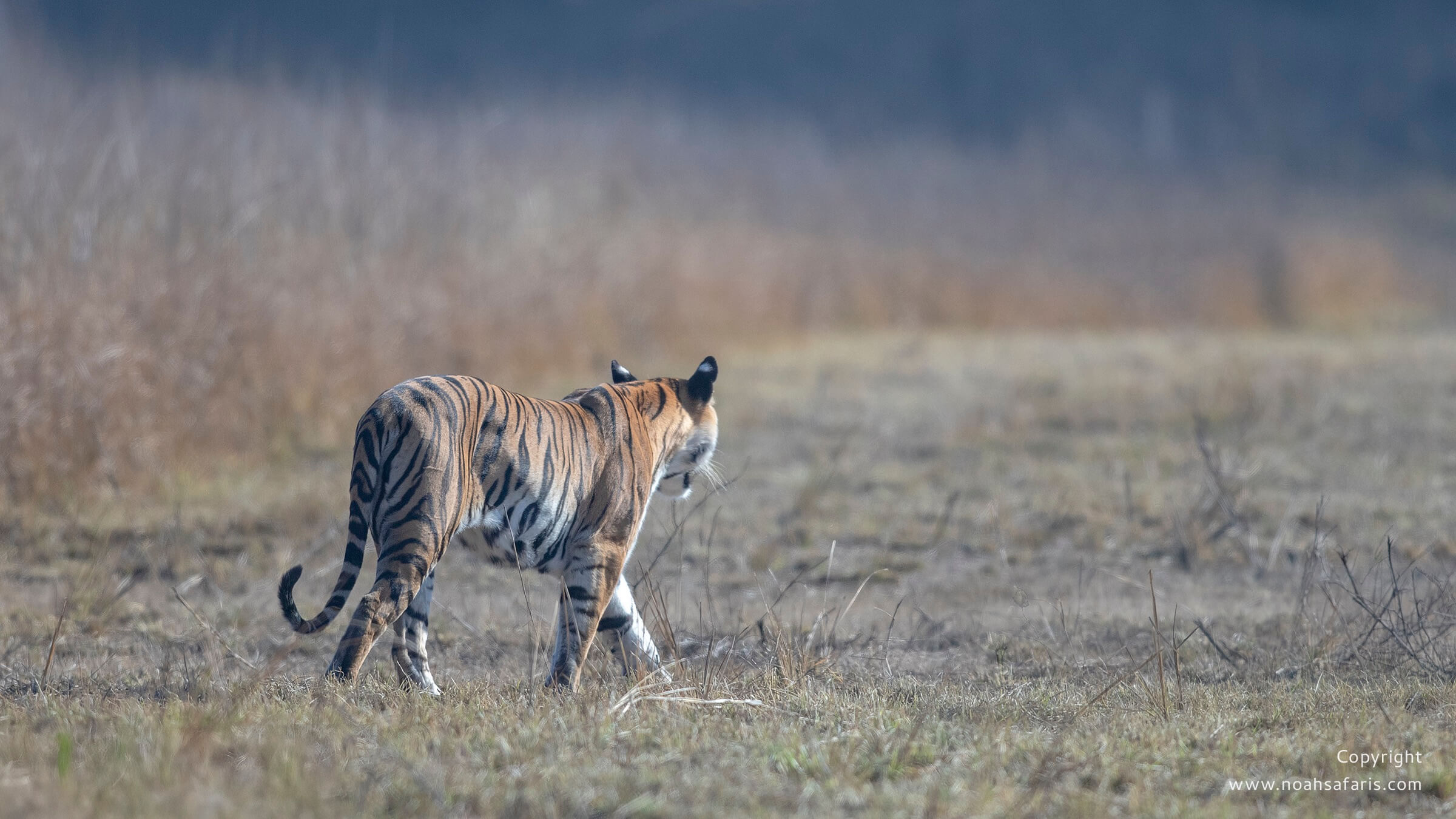 satpura-bori-tiger-safari-india-book-price-national-park