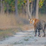 full-day-safari-sightings-bandhavgarh-national-park-india
