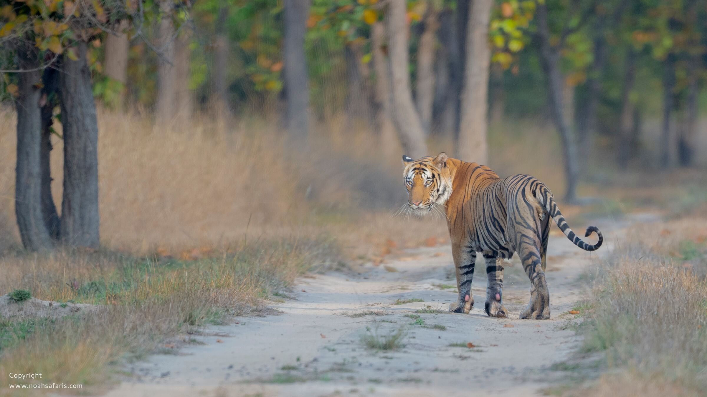 full-day-safari-sightings-bandhavgarh-national-park-india