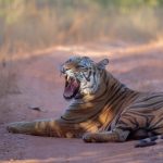 full-day-safari-sightings-satpura-tiger-reserve-india