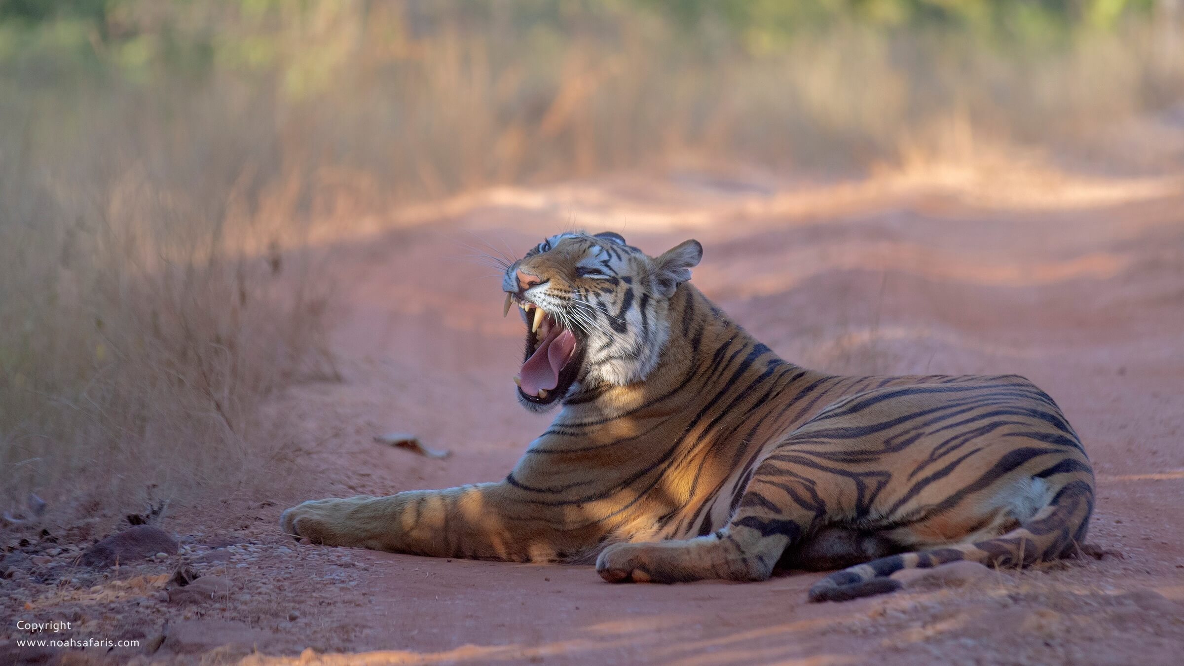 full-day-safari-sightings-satpura-tiger-reserve-india
