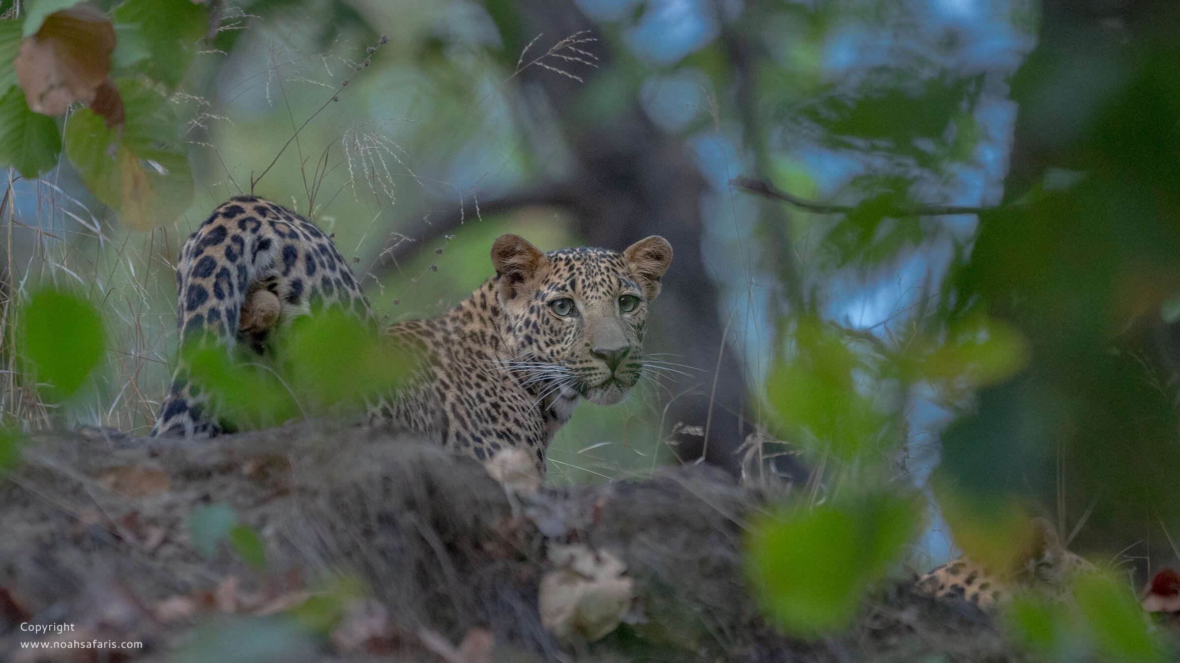 leopard-sightings-full-day-safari-pench-national-park-india
