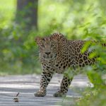 main-road-leopard-sighting-noah-safaris-book-tour-operator