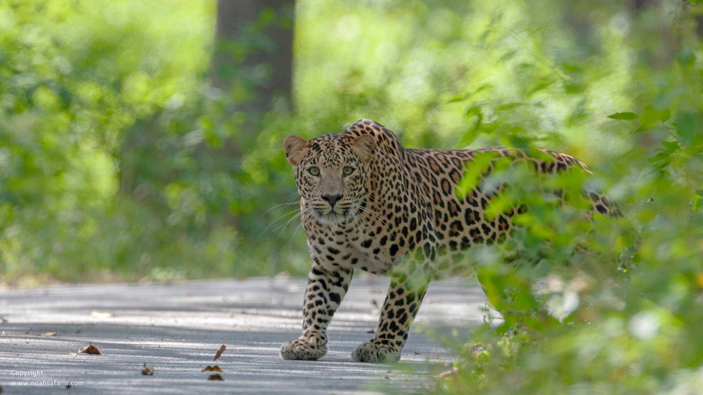 main-road-leopard-sighting-noah-safaris-book-tour-operator