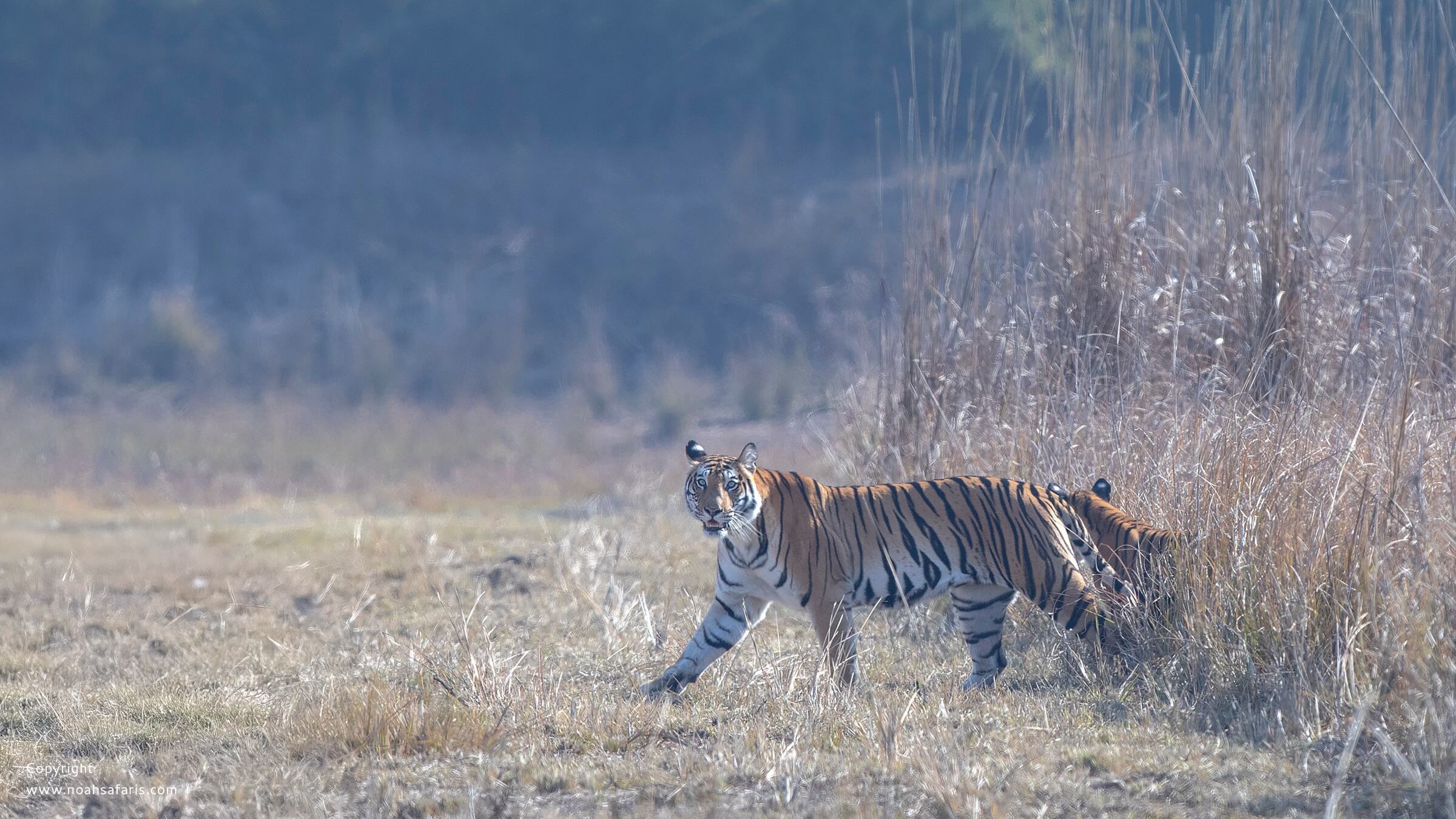 tiger-cubs-chance-best-time-bandhavgarh-safaris-photography-ndia