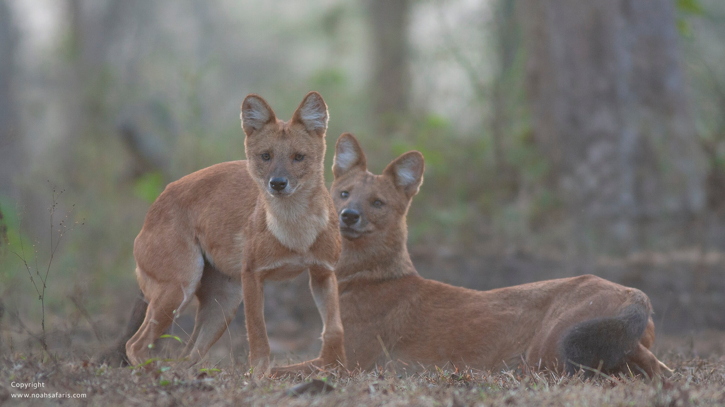 wild-dogs-dhole-sightings-pench-national-park-safaris-india