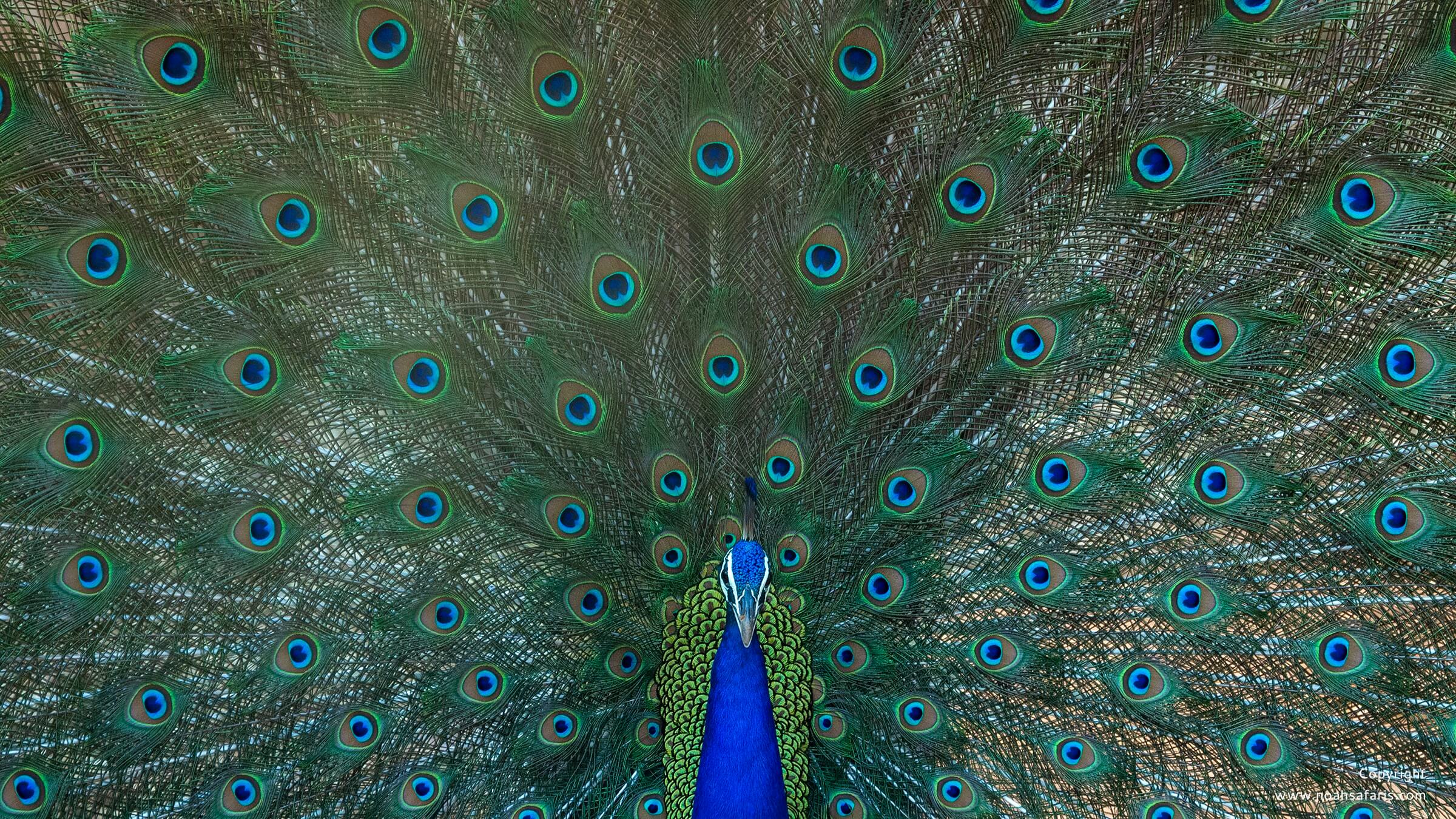 peacock-male-display-national-bird-india