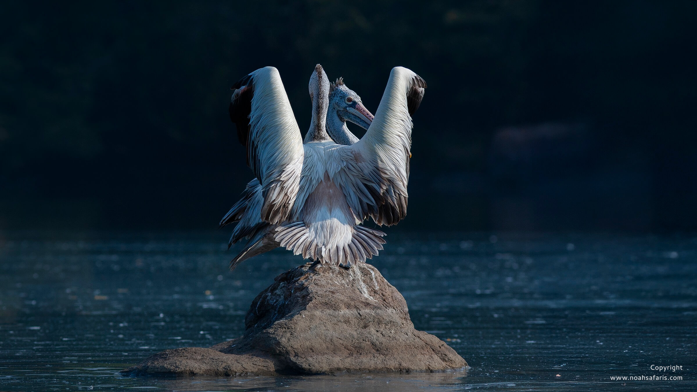spot-billed-pelicans-birding-safari-tours-central-india-wildlife-birds