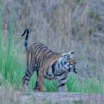 tiger-cub-playing-water-hole-kanha-sightings-full-day-safaris