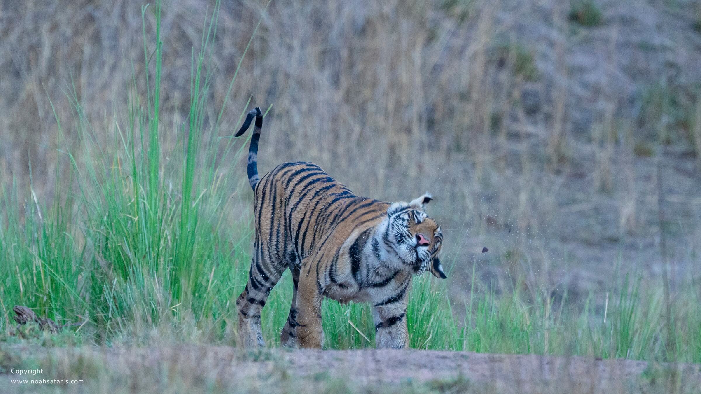 tiger-cub-playing-water-hole-kanha-sightings-full-day-safaris