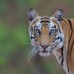 book-tiger-safari-kanha-pench-satpura-bori-online-park-tickets