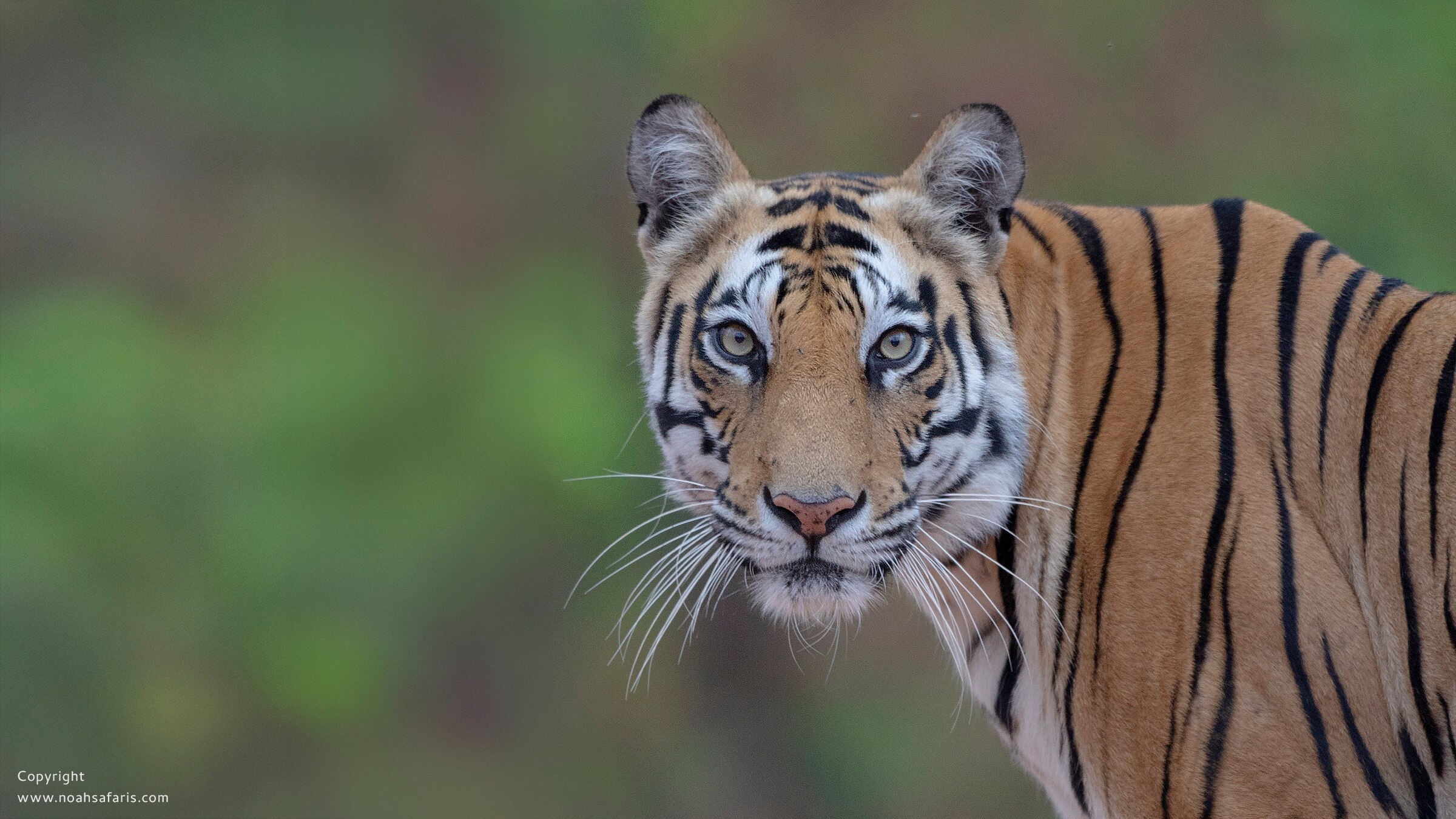book-tiger-safari-kanha-pench-satpura-bori-online-park-tickets