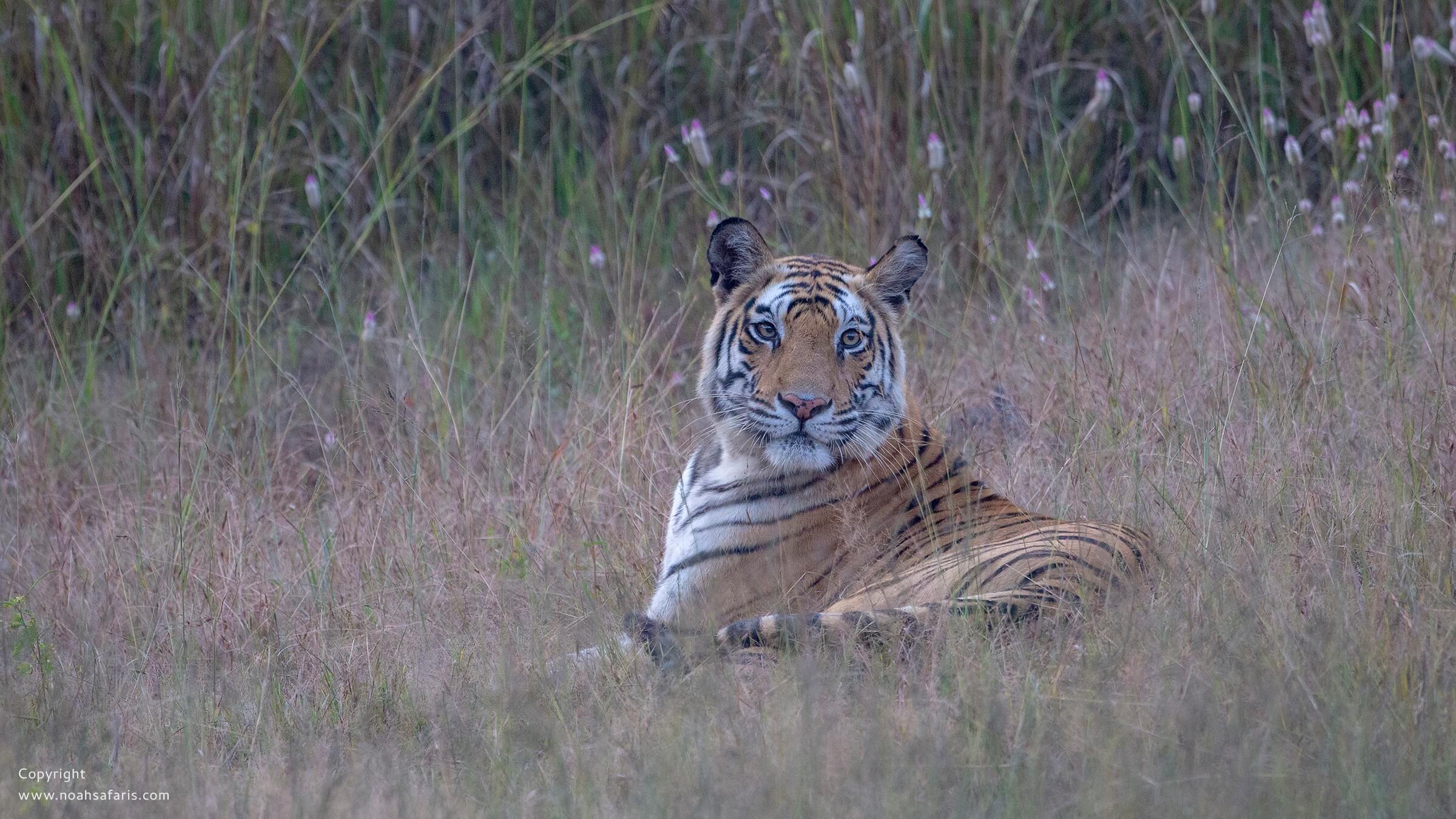 panna-national-park-safari-park-ticket-booking