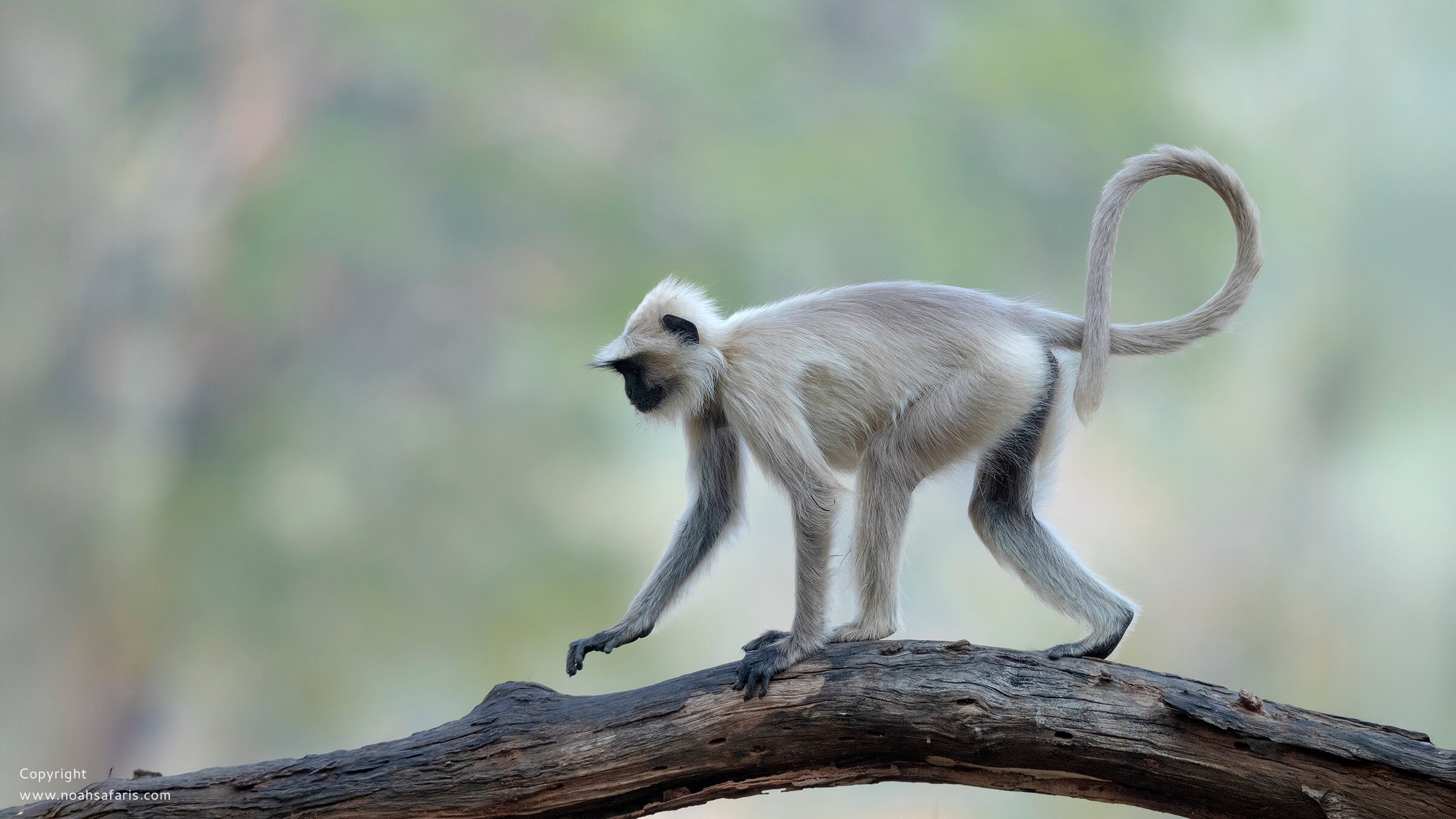 wildlife-safari-central-india-tour-operator-consultant