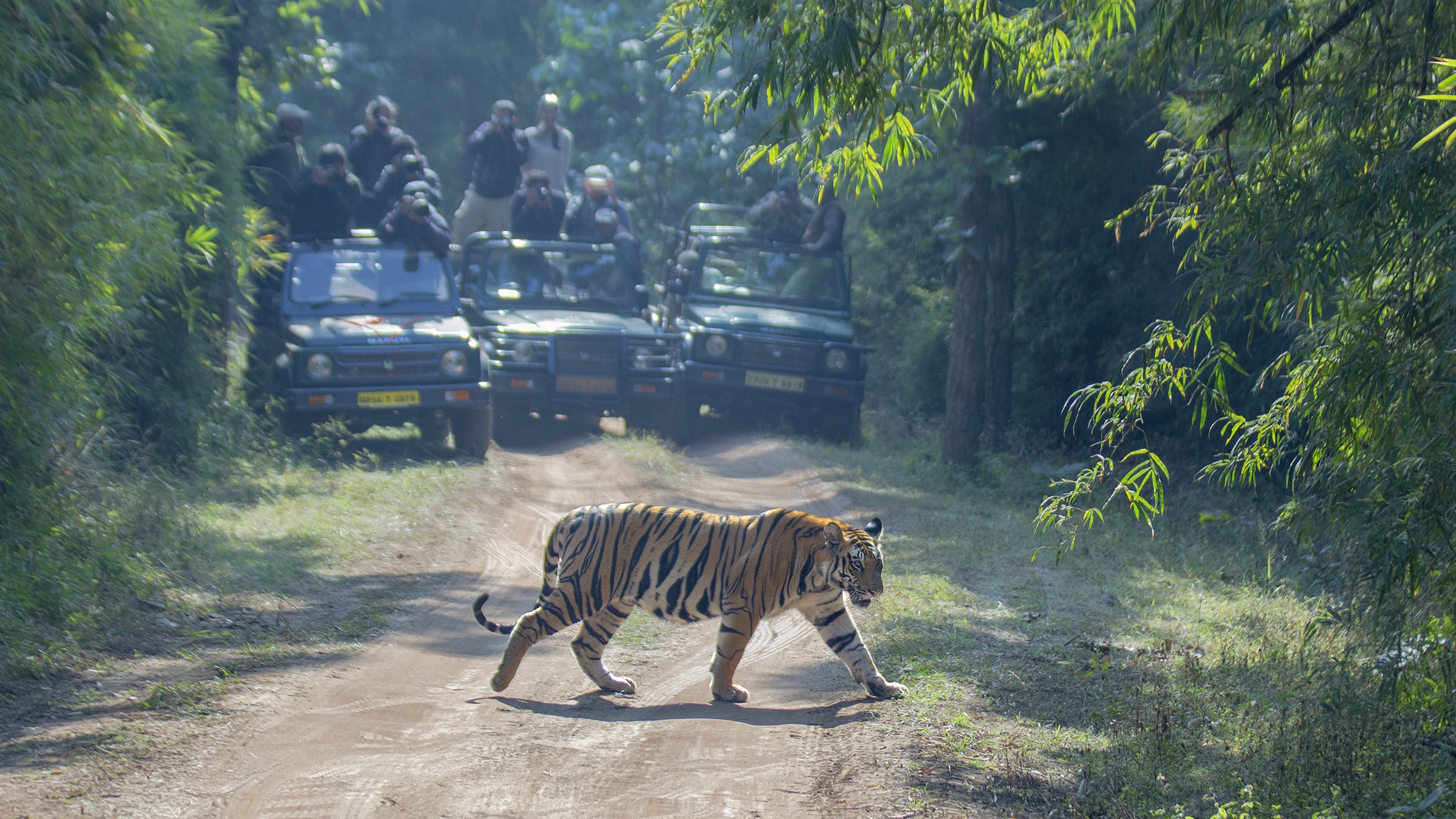luxury-tiger-safari-experience-india-noah-safaris