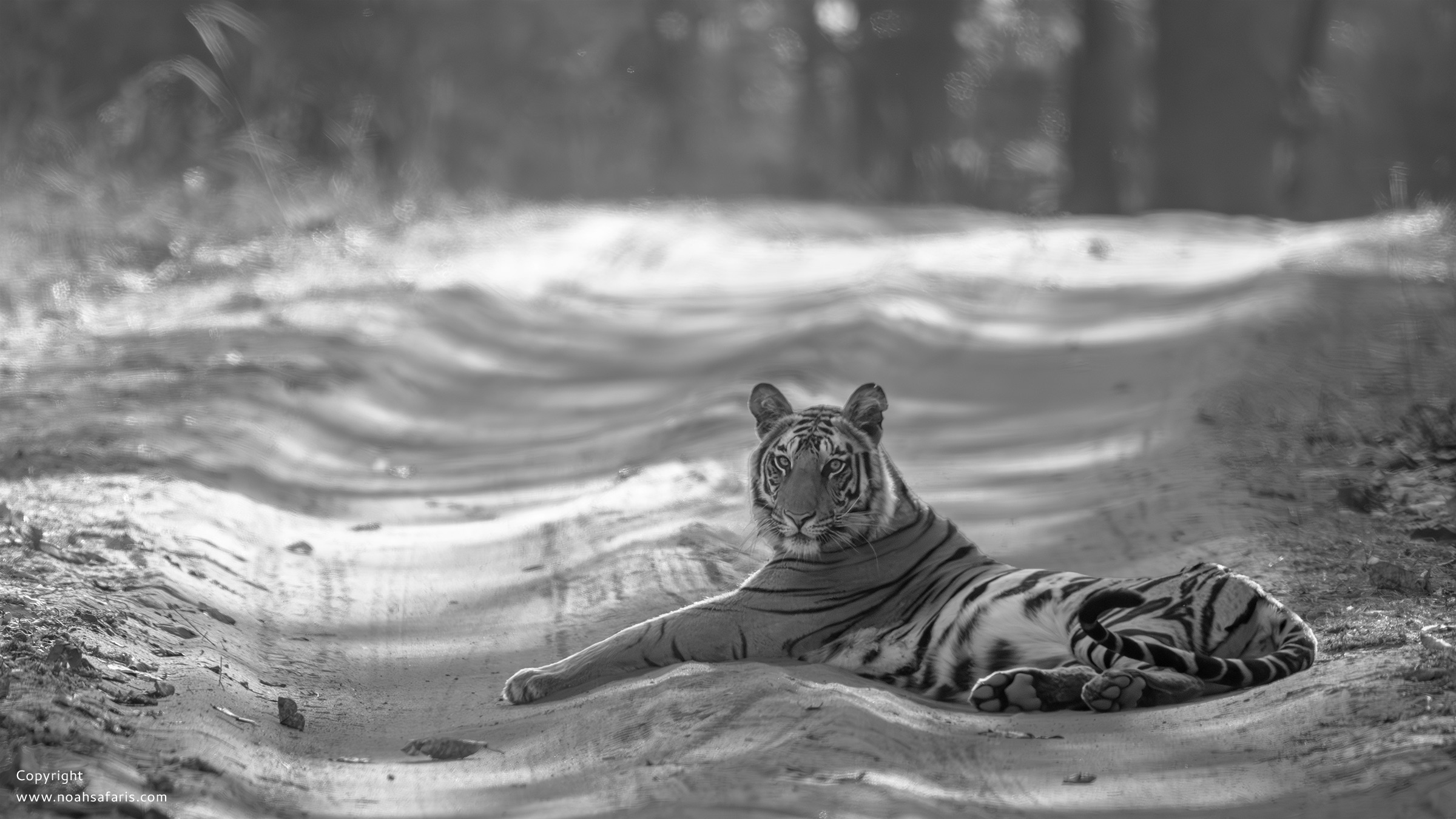 tiger-photo-safari-private-guide-noah-hospitality-wildlife-booking