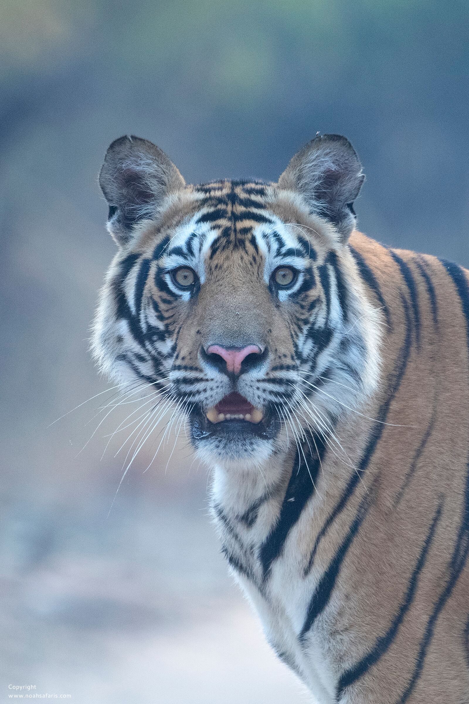 banbehi-male-sub-adult-tiger-tala-zone-safari-sightings