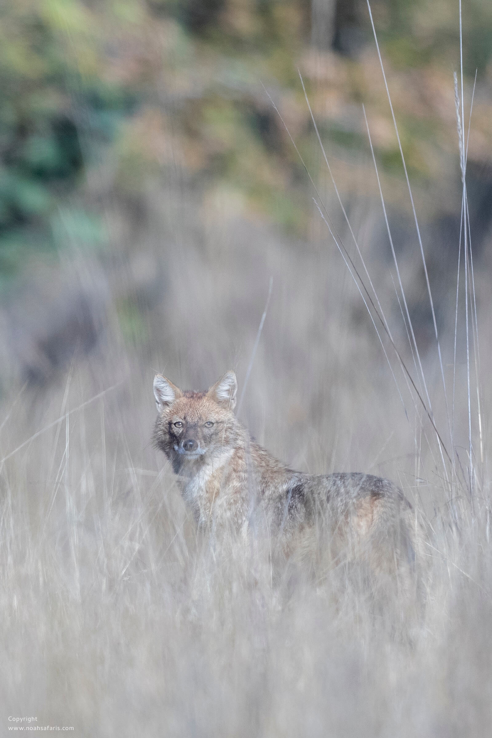 golden-jackal-pench-safari-booking-permit-india
