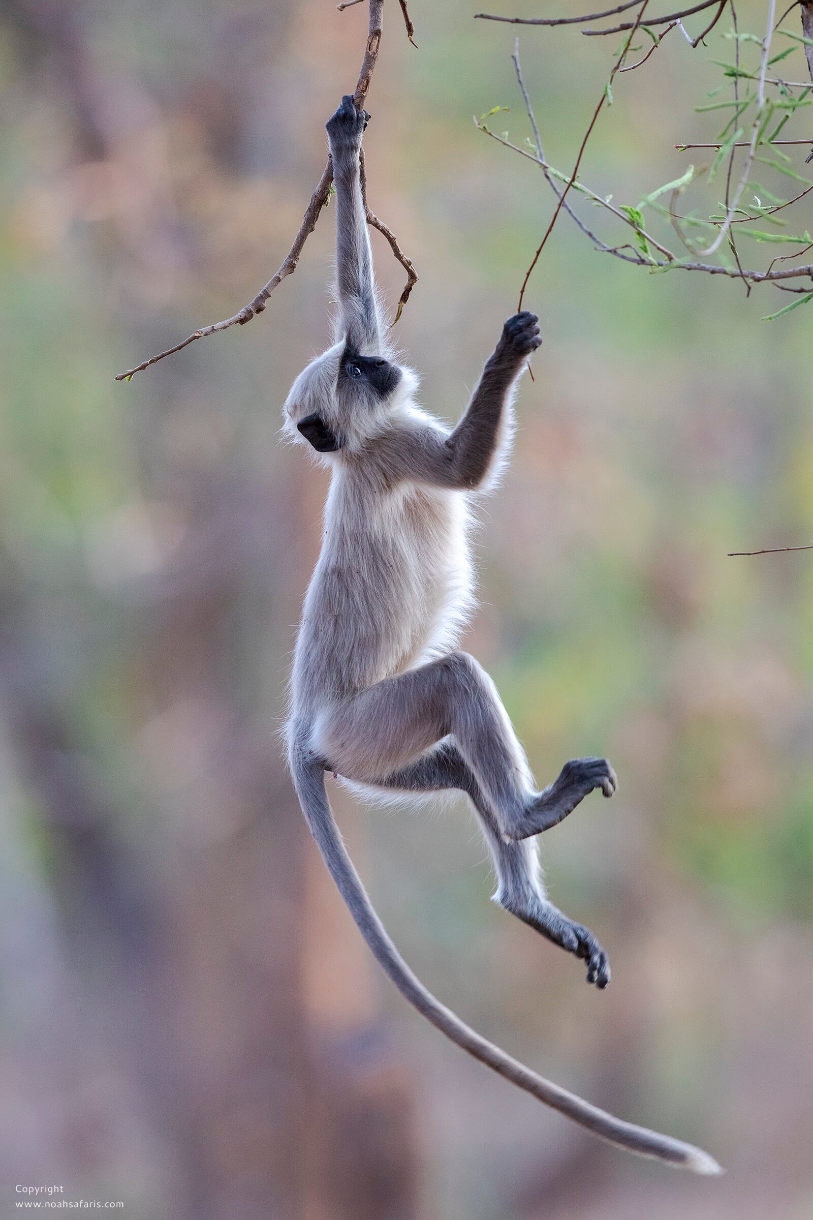 playful-langur-monkey-bandhavgarh-safari-sighting-photogrpahy