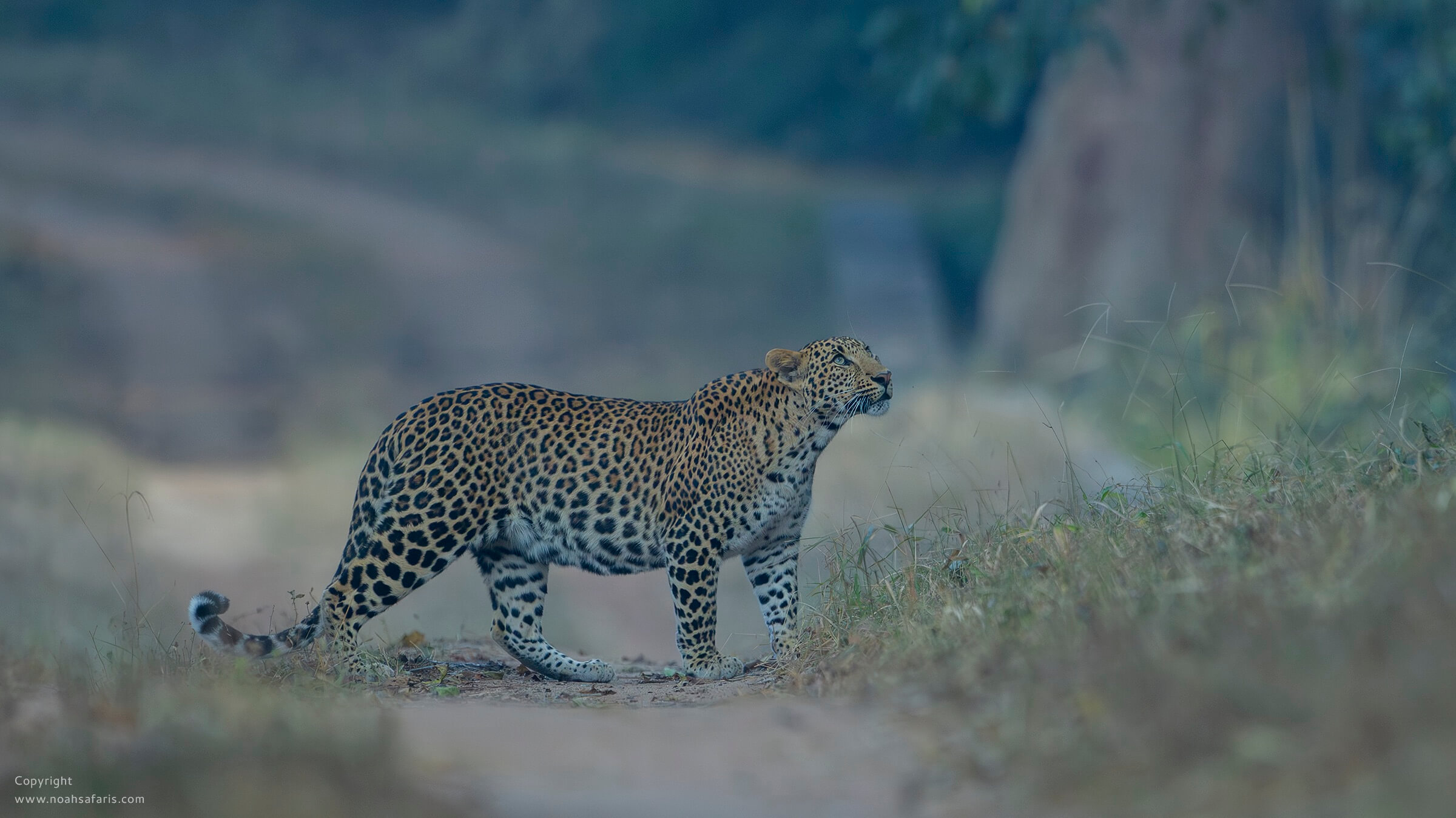 leopard-pench-national-park-safari-india
