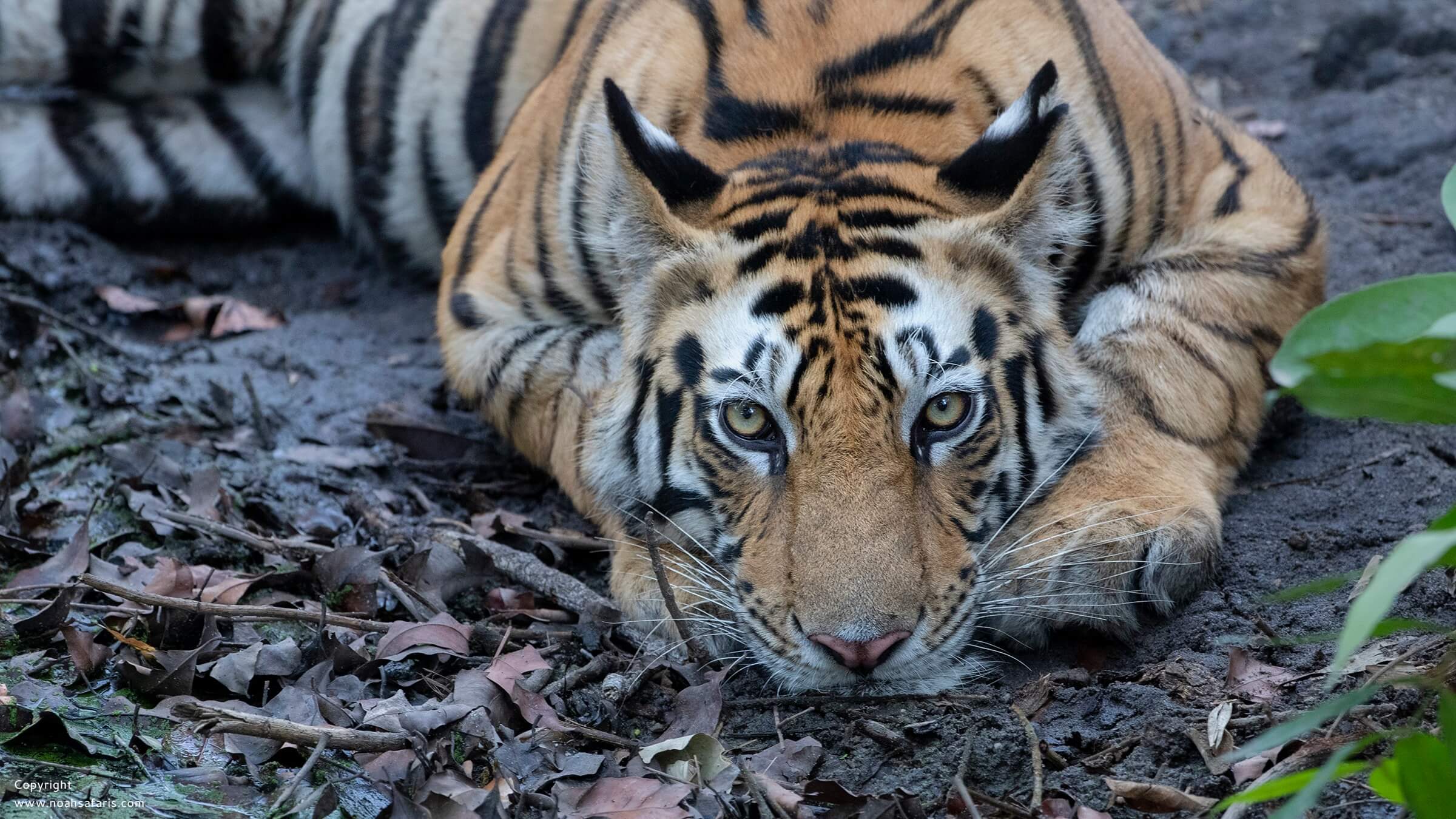 panna-national-park-safari-tiger-tours-noah-safaris-india