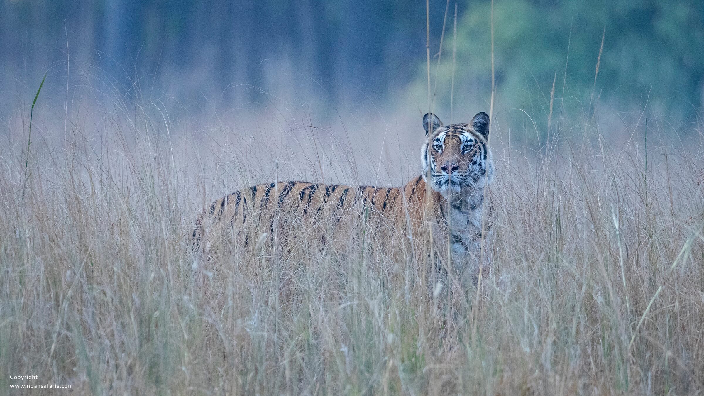 tiger-grassland-meadow-satpura-camera-rental-madhai-madhya-pradesh-noah-safaris