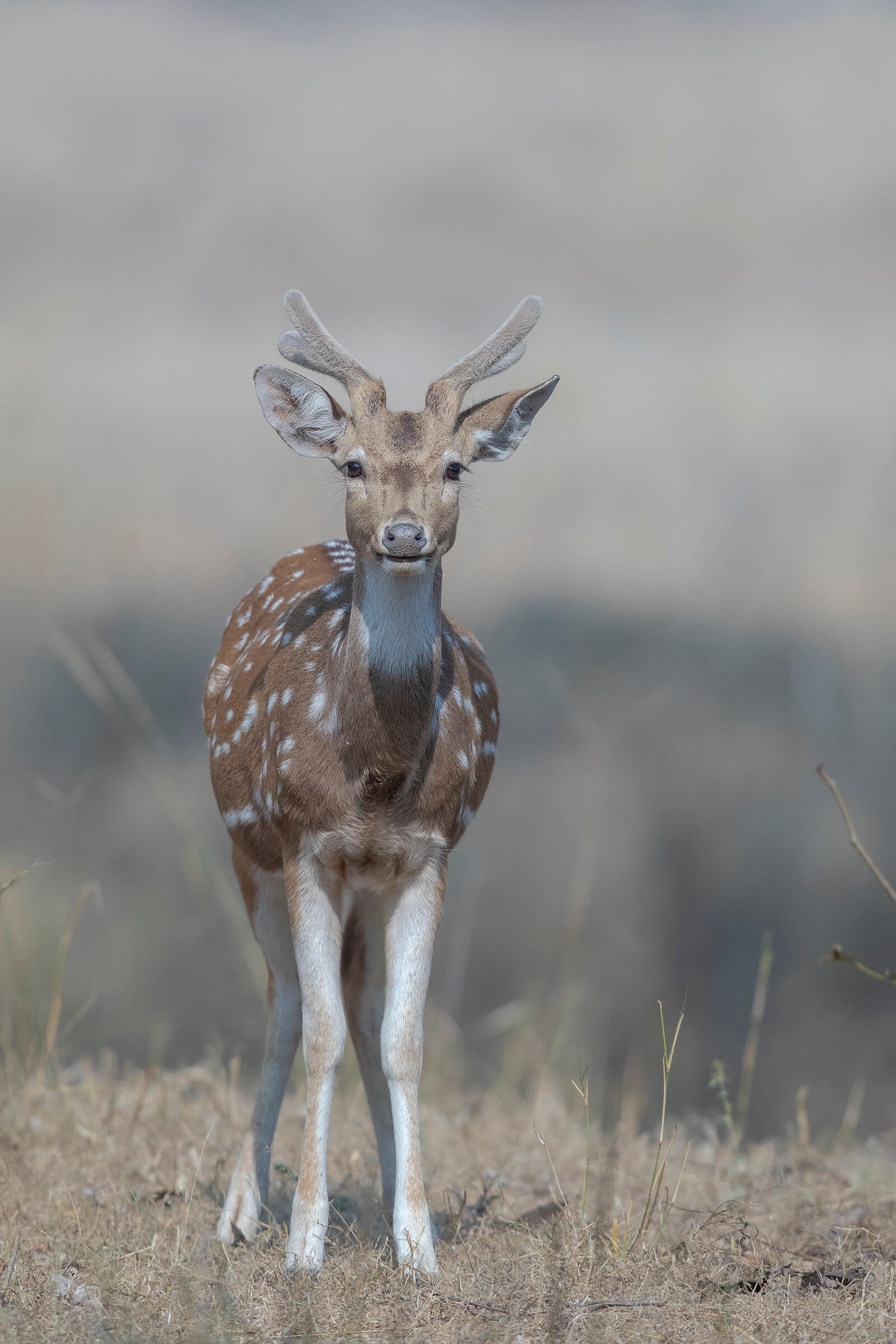 spotted-deer-sightings-pench-jungle-safari-india