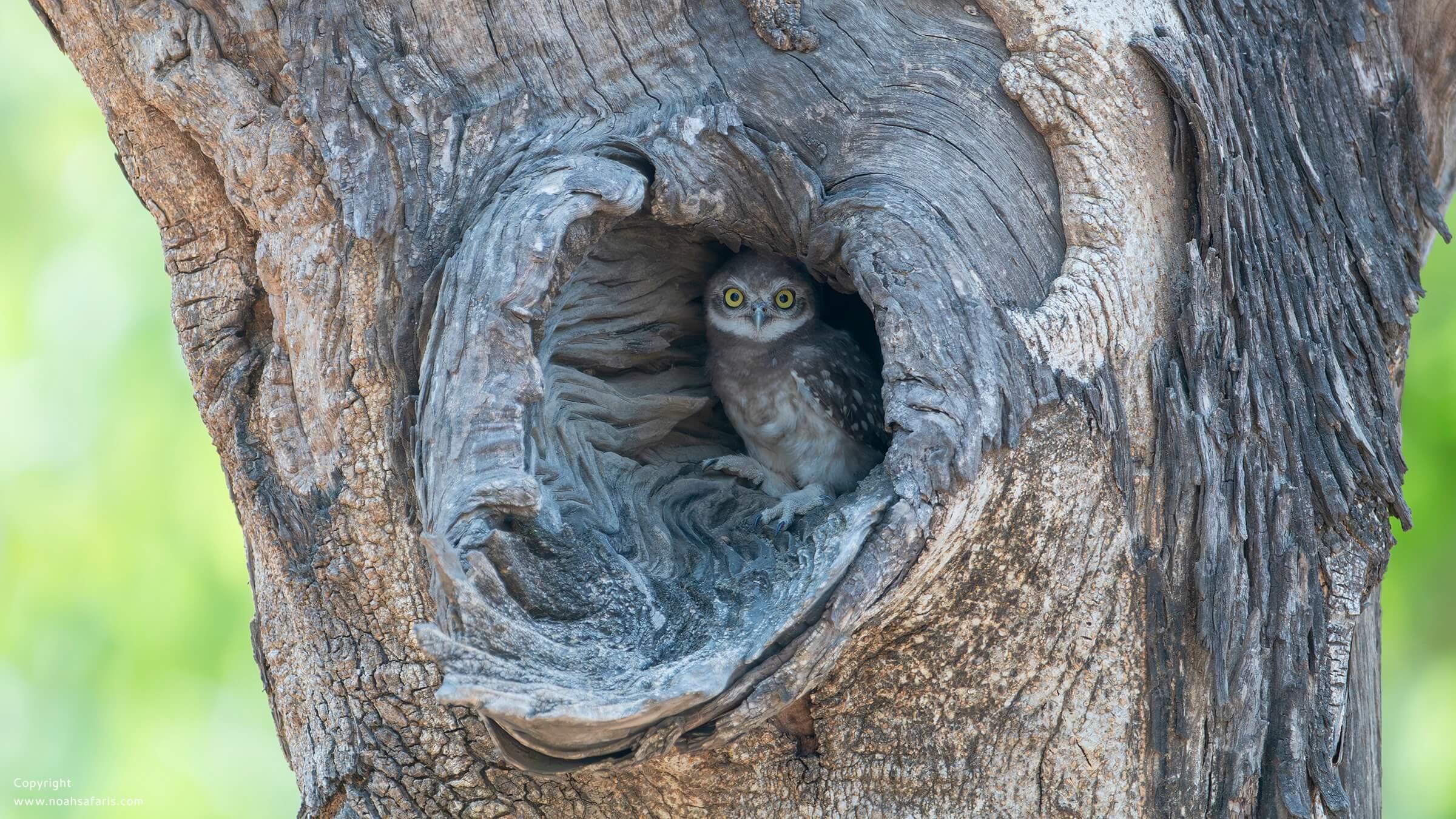 spotted-owlet-birdwatching-india-tours-noah-safaris