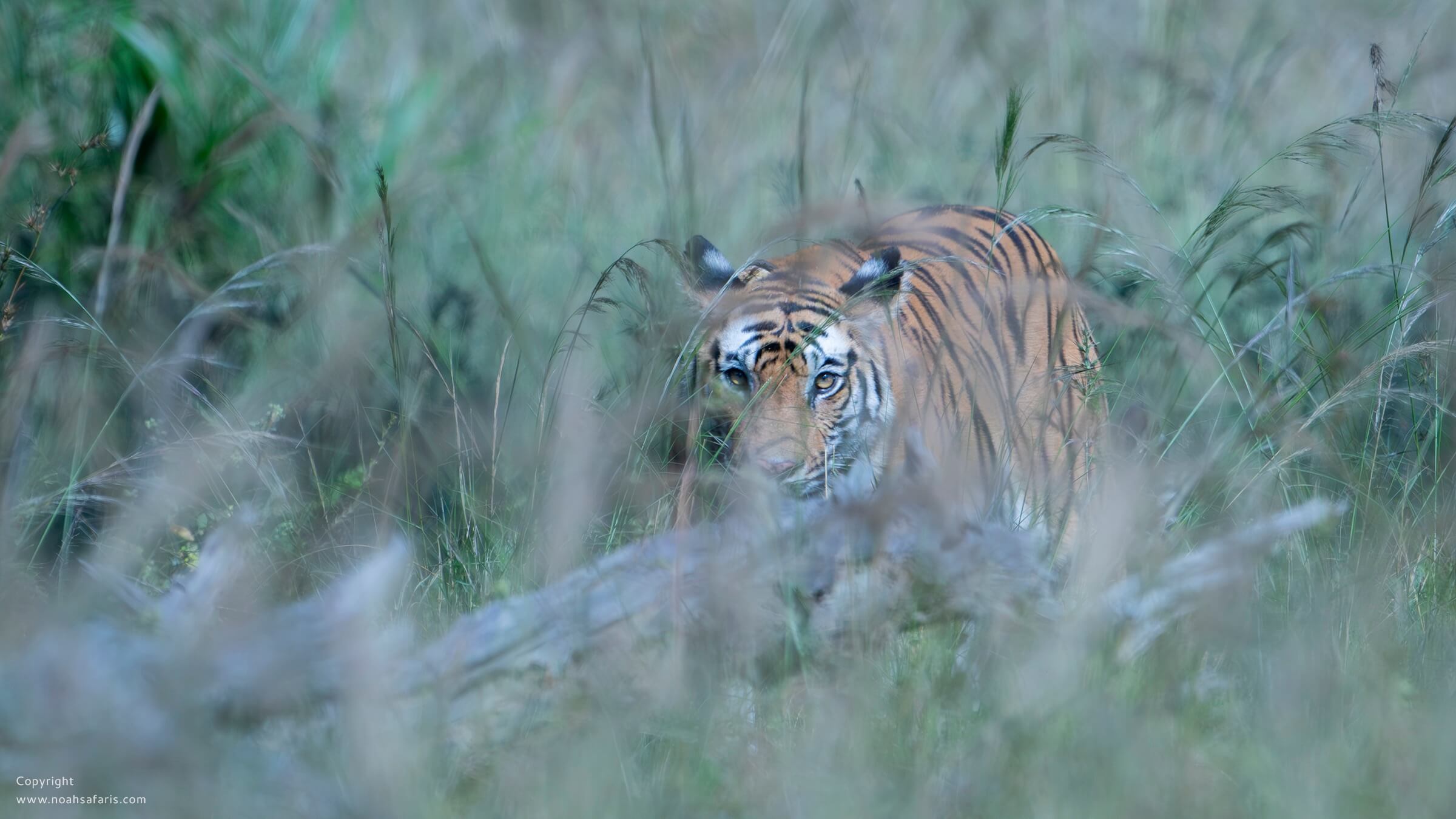 tiger-safari-book-online-noah-safaris-fixed-departures-india