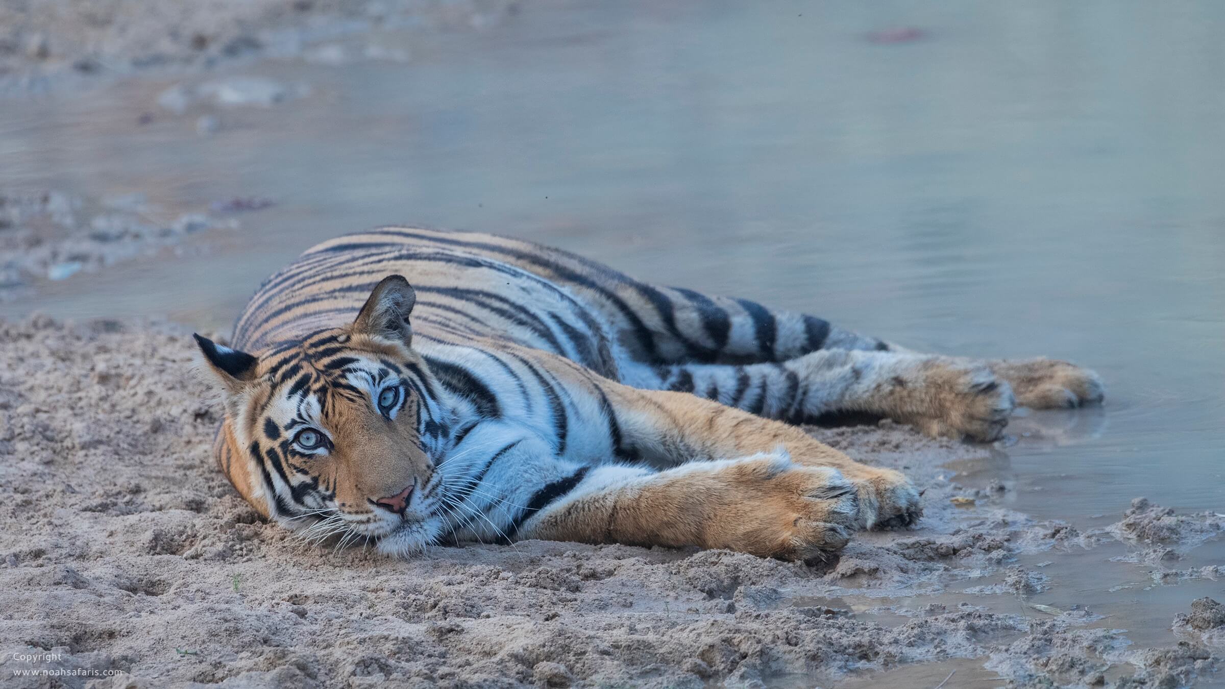 tiger-safari-in-hot-summer-india-noah-safaris