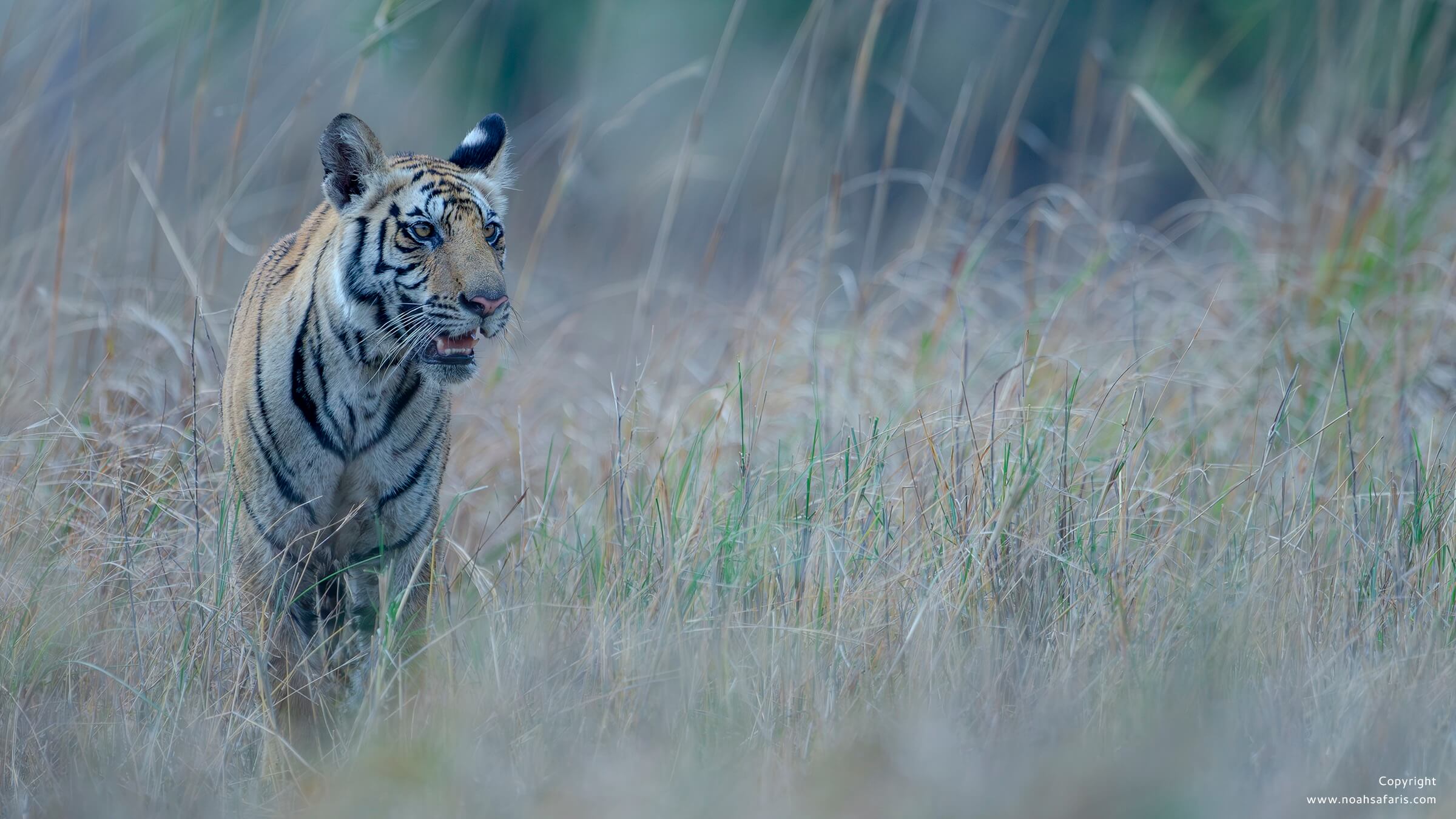 sub-adult-male-tiger-meadows-panna-jungle-safari-tour-india
