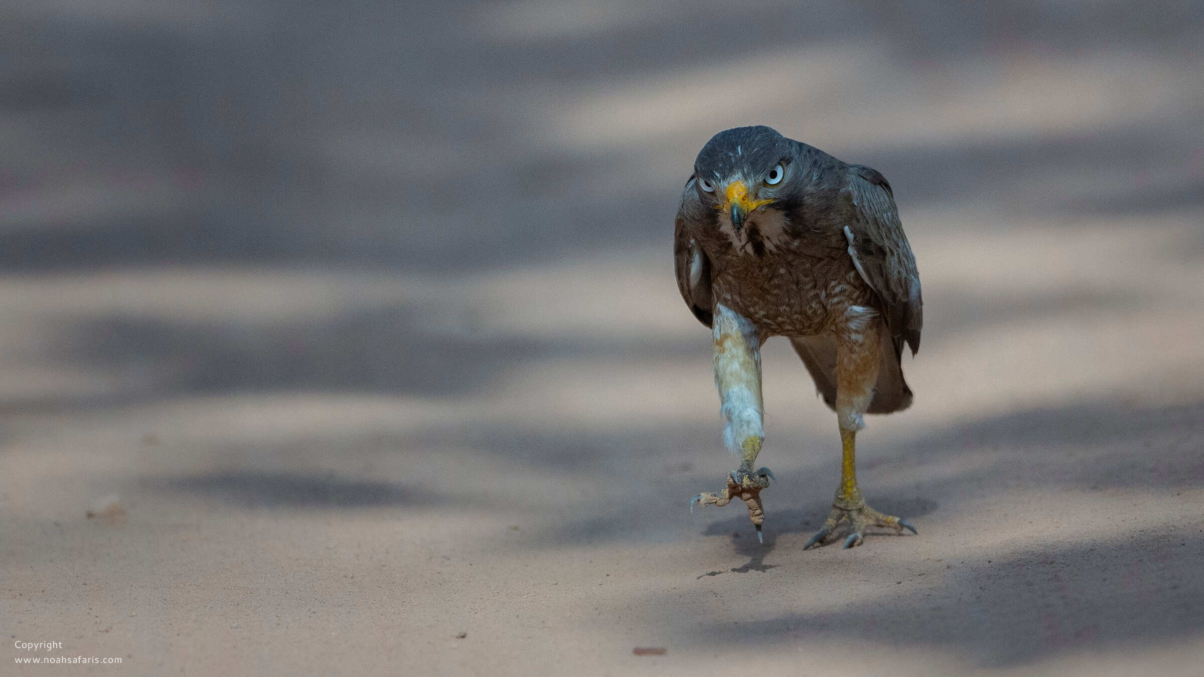birding-central-india-pench-national-park-safaris