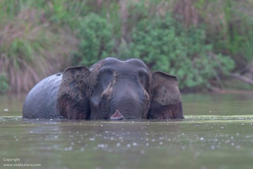 elephant-waterhole-central-india-bandhavgarh-sightings-safari