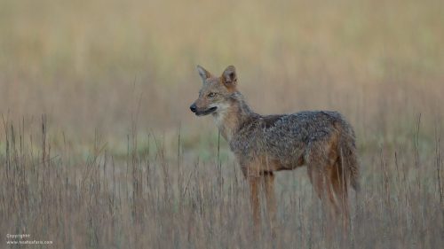 golden-jackal-mammals-photography-full-day-safaris-satpura-national-park