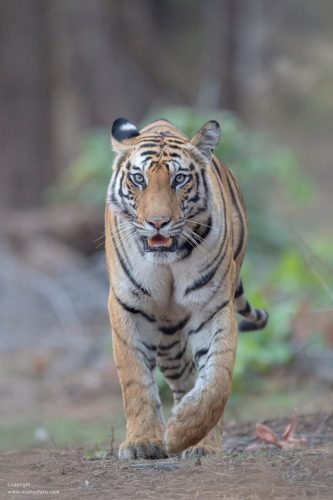 tiger-dynasty-the-hunt-spotty-female-mother-tigress-bandhavgarh