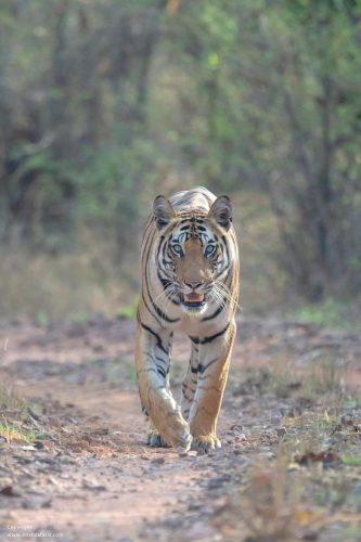 tiger-head-on-sighting-bandhavgarh-satpura-national-park-madhya-pradesh
