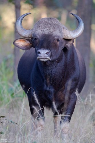indian-gaur-big-five-bandhavgarh-india-tiger-safaris