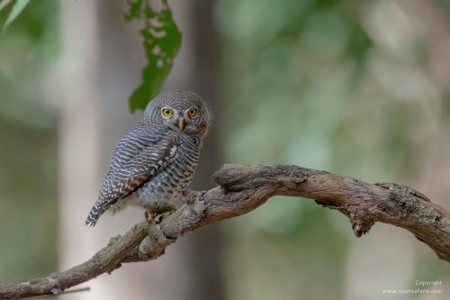 jungle-owlet-tiger-safari-sightings-india-birding-tour-nature-walk