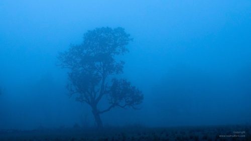 winter-misty-morning-safari-kanha-national-park-india-madhya-pradesh