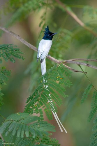 bird-of-paradise-flycatcher-india-safaris-birding-tours